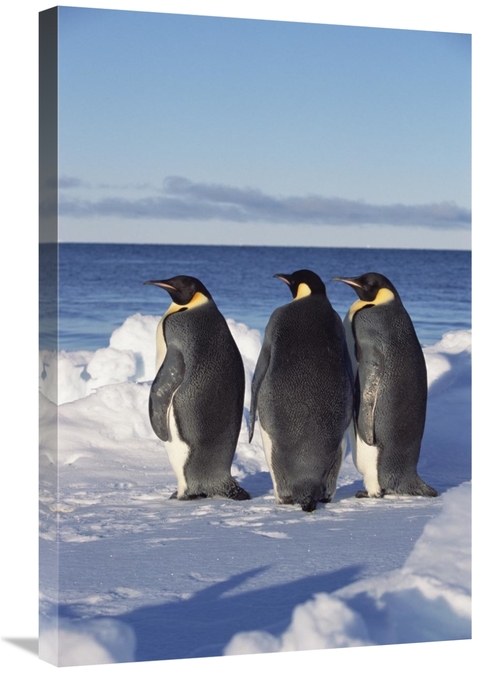Global Gallery GCS-452325-2030-142 20 x 30 in. Emperor Penguin Trio on