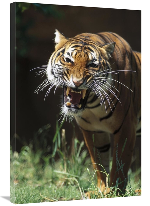 Global Gallery GCS-450816-2436-142 24 x 36 in. Bengal Tiger Snarling&#