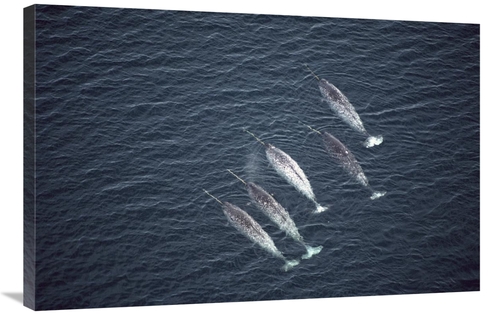 Global Gallery GCS-450598-2436-142 24 x 36 in. Narwhals Near Water Sur