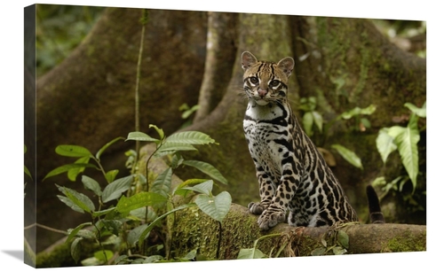 Global Gallery GCS-453161-2030-142 20 x 30 in. Ocelot Standing on Butt