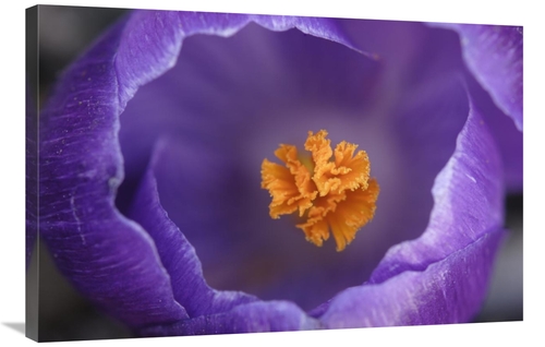Global Gallery GCS-398004-2436-142 24 x 36 in. Dutch Crocus Flower,