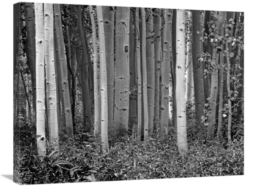 Global Gallery GCS-460933-2432-142 24 x 32 in. Aspen Trees & Fireweed&