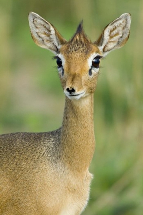 Panoramic Images PPI95798 Close-up of a Kirks dik-dik  Tarangire Natio
