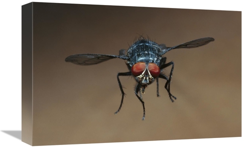 Global Gallery GCS-453379-1218-142 12 x 18 in. Blue Bottle Fly Flying 