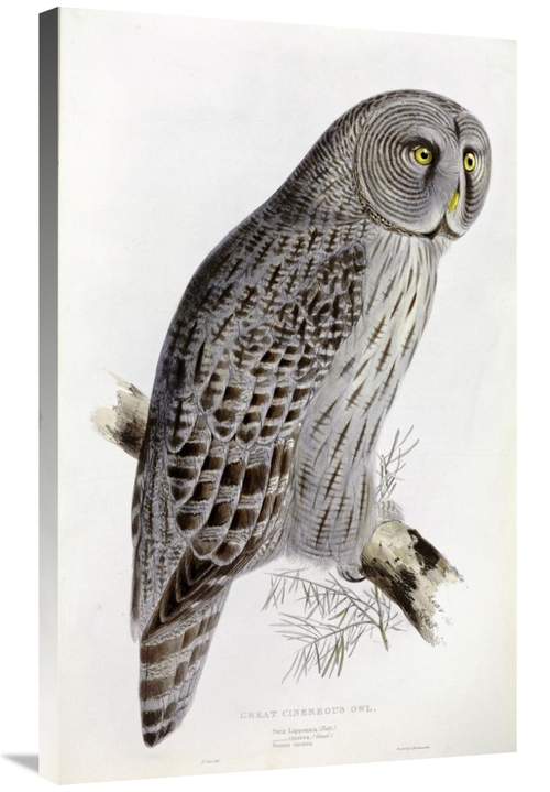 Global Gallery GCS-266418-36-142 36 in. Great Cinereous Owl Art Print 