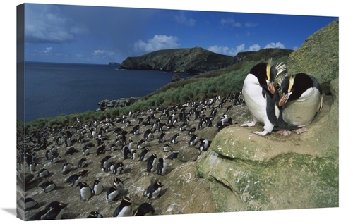 Global Gallery GCS-451681-2436-142 24 x 36 in. Erect-Crested Penguines