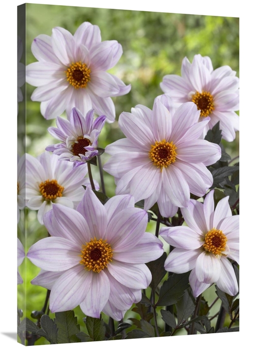 Global Gallery GCS-398395-2436-142 24 x 36 in. Dahlia Bishop of Leices
