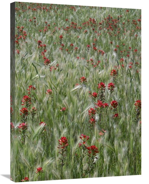 Global Gallery GCS-452212-2432-142 24 x 32 in. Indian Paintbrush & Fox