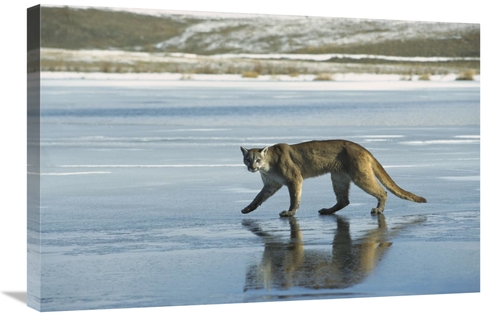 Global Gallery GCS-452485-2030-142 20 x 30 in. Mountain Lion Walking o