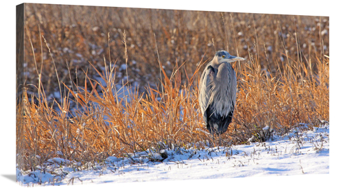 Global Gallery GCS-486418-36-142 36 in. Heron in Winter II Art Print -
