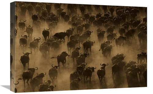 Global Gallery GCS-453721-1624-142 16 x 24 in. Cape Buffalo Herd Stamp