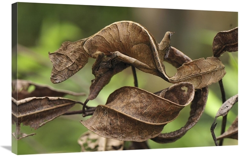 Global Gallery GCS-397664-2436-142 24 x 36 in. Fantastic Leaf-Tail Gec