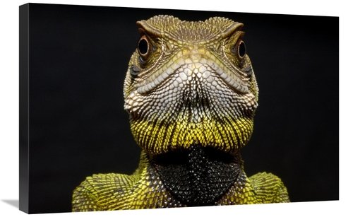 Global Gallery GCS-453195-2030-142 20 x 30 in. Bocourts Dwarf Iguana C