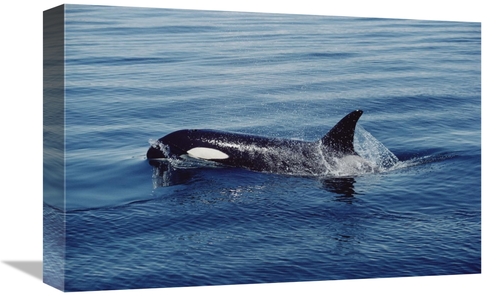 Global Gallery GCS-450572-1218-142 12 x 18 in. Orca Surfacing, Joh