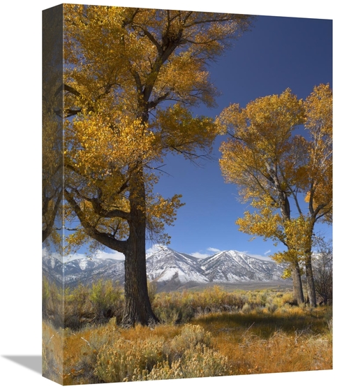 12 x 16 in. Cottonwood with the Carson Range in the Background, Ne