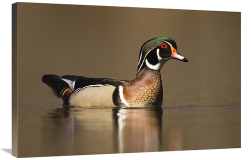 Global Gallery GCS-397403-2436-142 24 x 36 in. Wood Duck Male in Breed