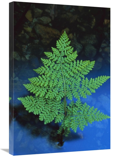 Global Gallery GCS-453512-2030-142 20 x 30 in. Beadfern, New Zeala