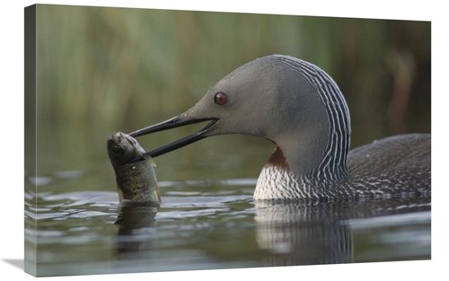 Global Gallery GCS-451935-2030-142 20 x 30 in. Red-Throated Loon with 