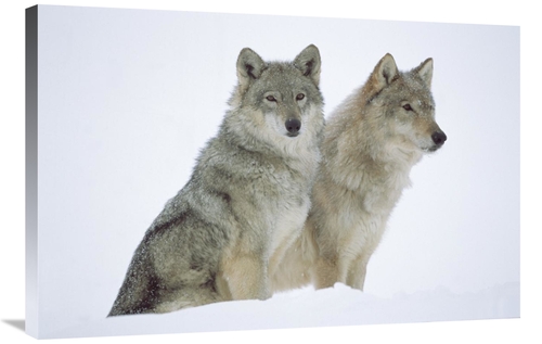 Global Gallery GCS-452039-2436-142 24 x 36 in. Timber Wolf Portrait of