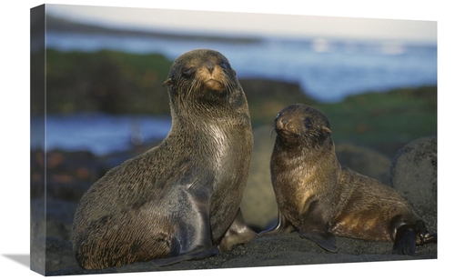 Global Gallery GCS-395599-1624-142 16 x 24 in. Galapagos Islands Fur S