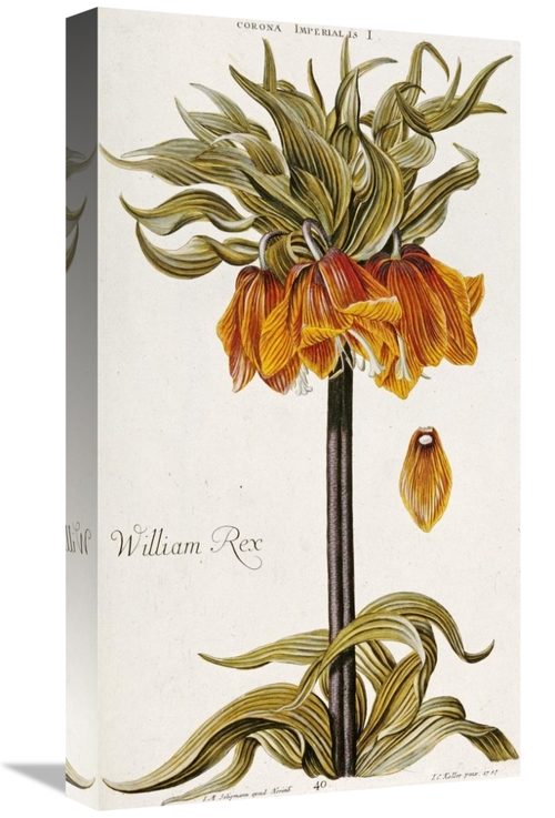 Global Gallery GCS-268598-22-142 22 in. Corona Imperialis Art Print - 