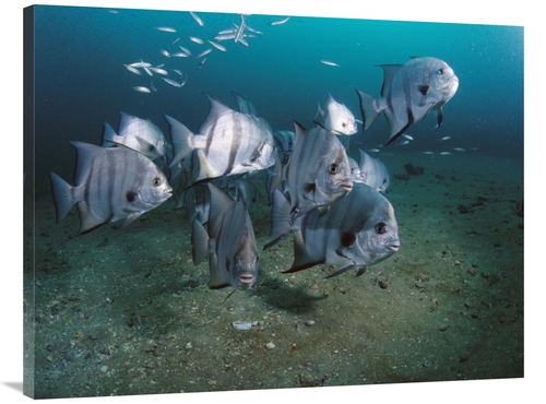 Global Gallery GCS-450975-3040-142 30 x 40 in. Atlantic Spadefish Scho