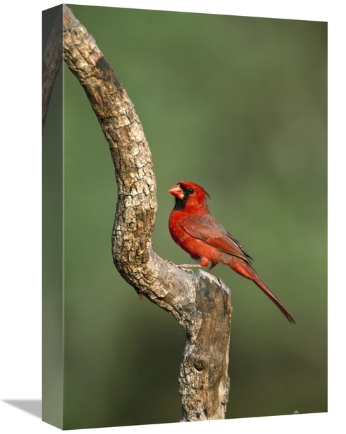 Global Gallery GCS-453288-1218-142 12 x 18 in. Northern Cardinal Male 