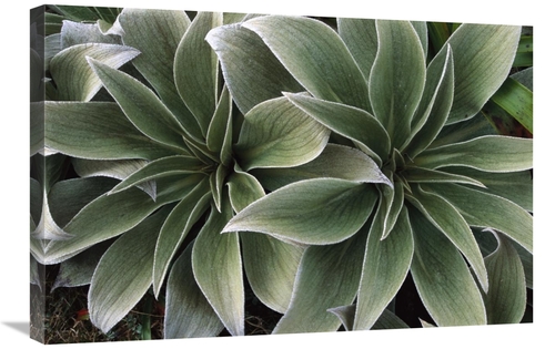 Global Gallery GCS-451591-2030-142 20 x 30 in. Megaherb Growing in Exp