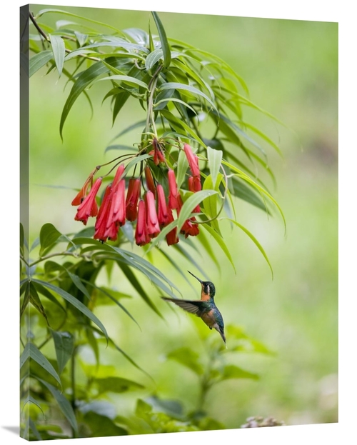 Global Gallery GCS-452693-3040-142 30 x 40 in. Purple-Throated Mountai