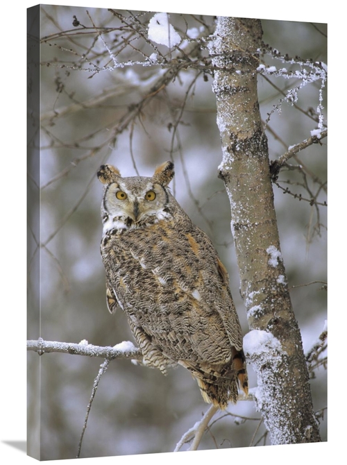 Global Gallery GCS-397105-2030-142 20 x 30 in. Great Horned Owl in Its