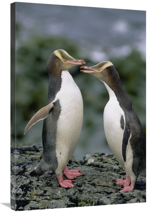 Global Gallery GCS-452458-2436-142 24 x 36 in. Yellow-Eyed Penguins Co