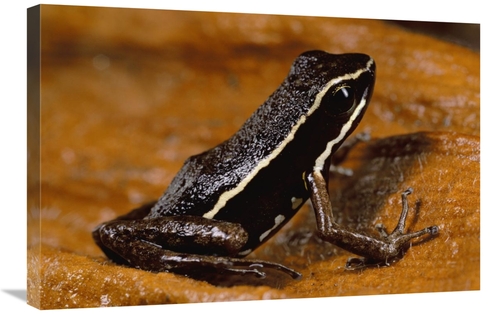 Global Gallery GCS-450757-2030-142 20 x 30 in. Poison Dart Frog Portra