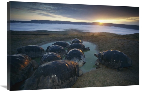 Global Gallery GCS-451741-2436-142 24 x 36 in. Volcan Alcedo Giant Tor