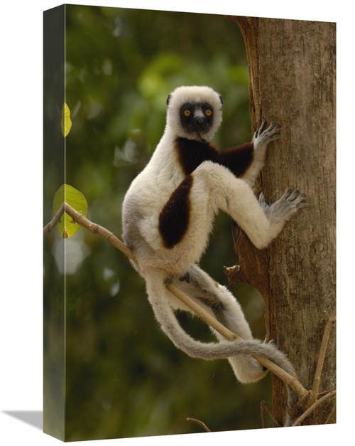 Global Gallery GCS-453026-1218-142 12 x 18 in. Coquerels Sifaka in Wes