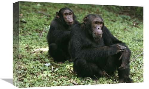Global Gallery GCS-452825-1218-142 12 x 18 in. Chimpanzee Grooming Ano
