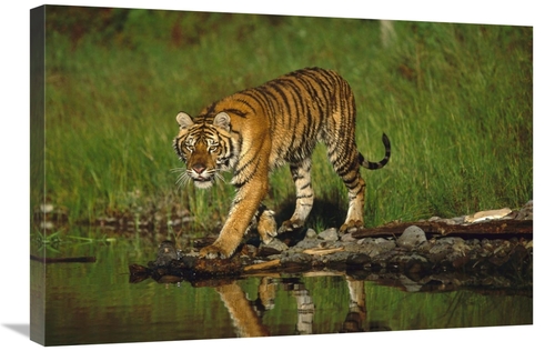 Global Gallery GCS-451986-2030-142 20 x 30 in. Siberian Tiger Walking 