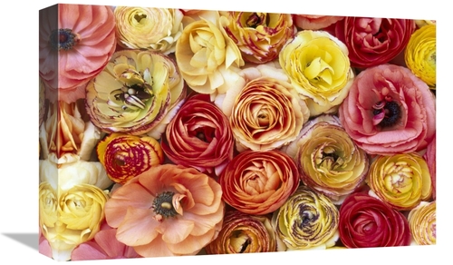 Global Gallery GCS-398294-1218-142 12 x 18 in. Buttercup Flowers, 