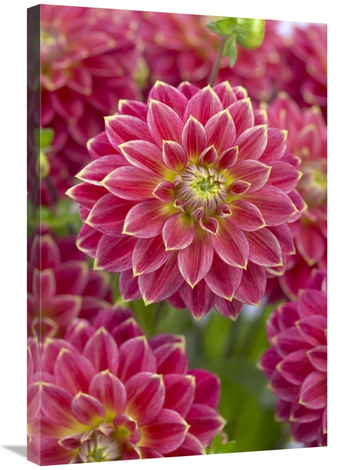 Global Gallery GCS-398354-2030-142 20 x 30 in. Dahlia Optimist Variety