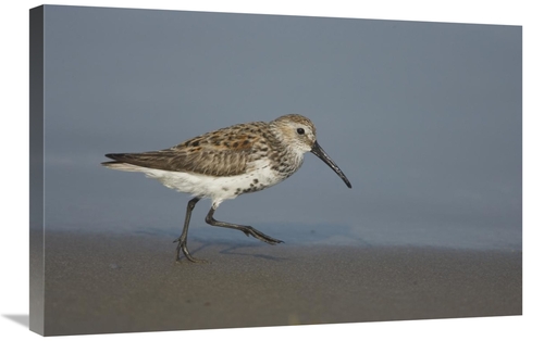 Global Gallery GCS-453329-2030-142 20 x 30 in. Dunlin Walking Along Sh