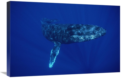 Global Gallery GCS-450989-2030-142 20 x 30 in. Humpback Whale, Mau
