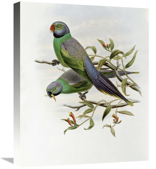 Global Gallery GCS-277772-22-142 22 in. Mrs. Layards Parakeet Art Prin