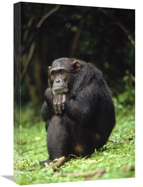 Global Gallery GCS-452772-1624-142 16 x 24 in. Chimpanzee Portrait&#44