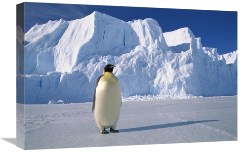 Global Gallery GCS-453118-1624-142 16 x 24 in. Emperor Penguin, Au