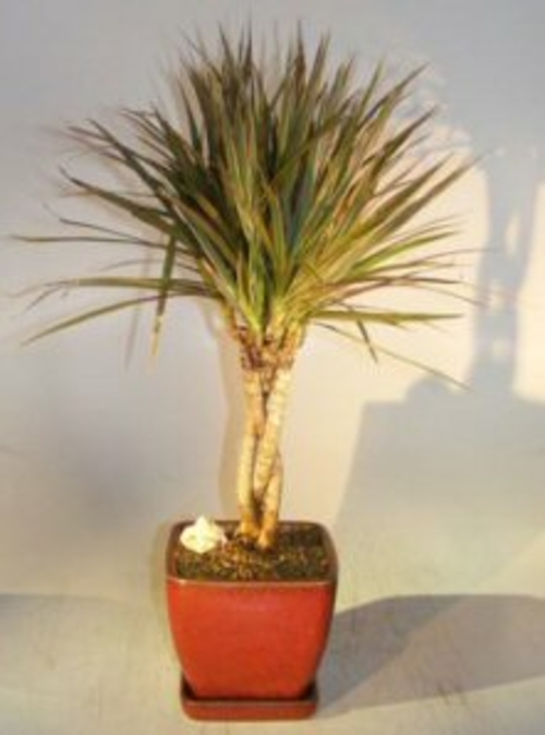 Dracena Bonsai TreeBraided Trunk - Variegated(Dracena Marginata)