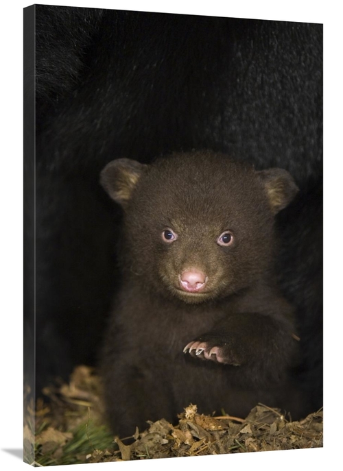 Global Gallery GCS-395804-2436-142 24 x 36 in. Black Bear 7 Week Old C