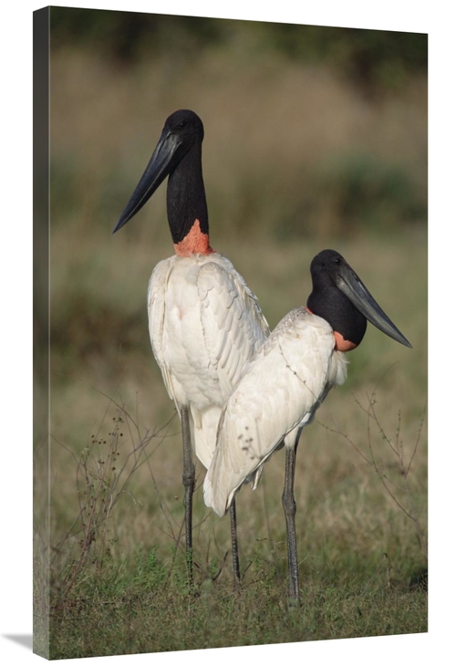 Global Gallery GCS-451476-36-142 36 in. Jabiru Stork Pair Courting&#44