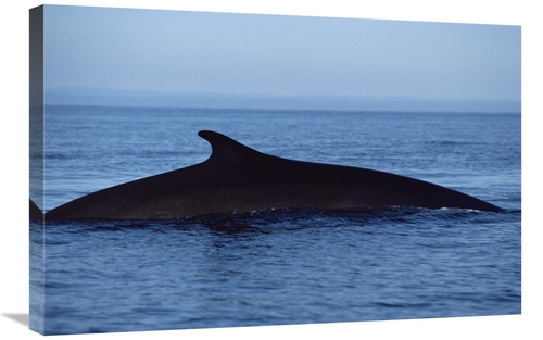 Global Gallery GCS-450570-2030-142 20 x 30 in. Fin Whale Silhouetted D