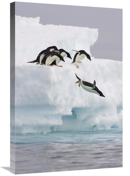 Global Gallery GCS-395822-2030-142 20 x 30 in. Adelie Penguin Diving O