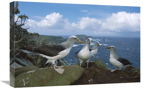 Global Gallery GCS-451661-1624-142 16 x 24 in. Bullers Albatross Gammi