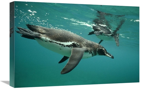 Global Gallery GCS-395579-1624-142 16 x 24 in. Galapagos Penguins Divi